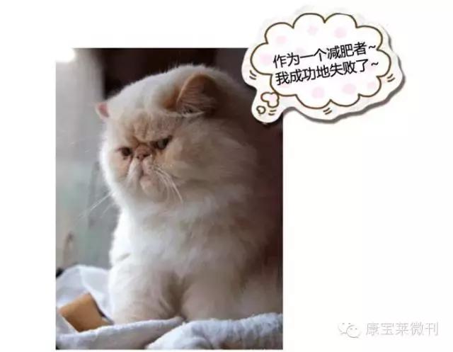 5个动作帮你瘦身减脂强壮身躯,四个动作减脂训练