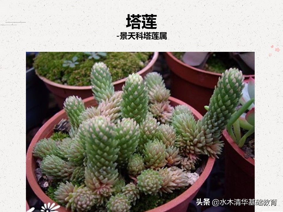 梦幻女王多肉植物百科图谱,原产地多肉植物图谱pdf