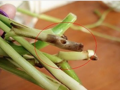 水养绿萝黄叶的原因和解决方法,水养绿萝总是黄叶是怎么回事