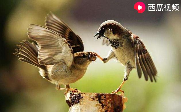 捡来的二级保护动物可以养吗,捡来的麻雀喂不活