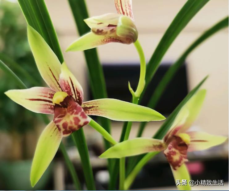兰花枯萎怎么补救,兰花凋谢了如何再种