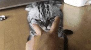 猫咪的胡须有什么作用一年级,猫咪的胡须有什么用