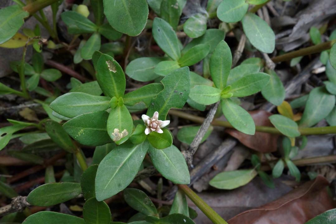 麦田恶性杂草高清图及除草方法,水稻田恶性杂草用什么药