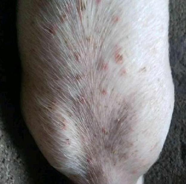 猪身上出现乌疙瘩是什么病,猪身体出现结痂是啥原因