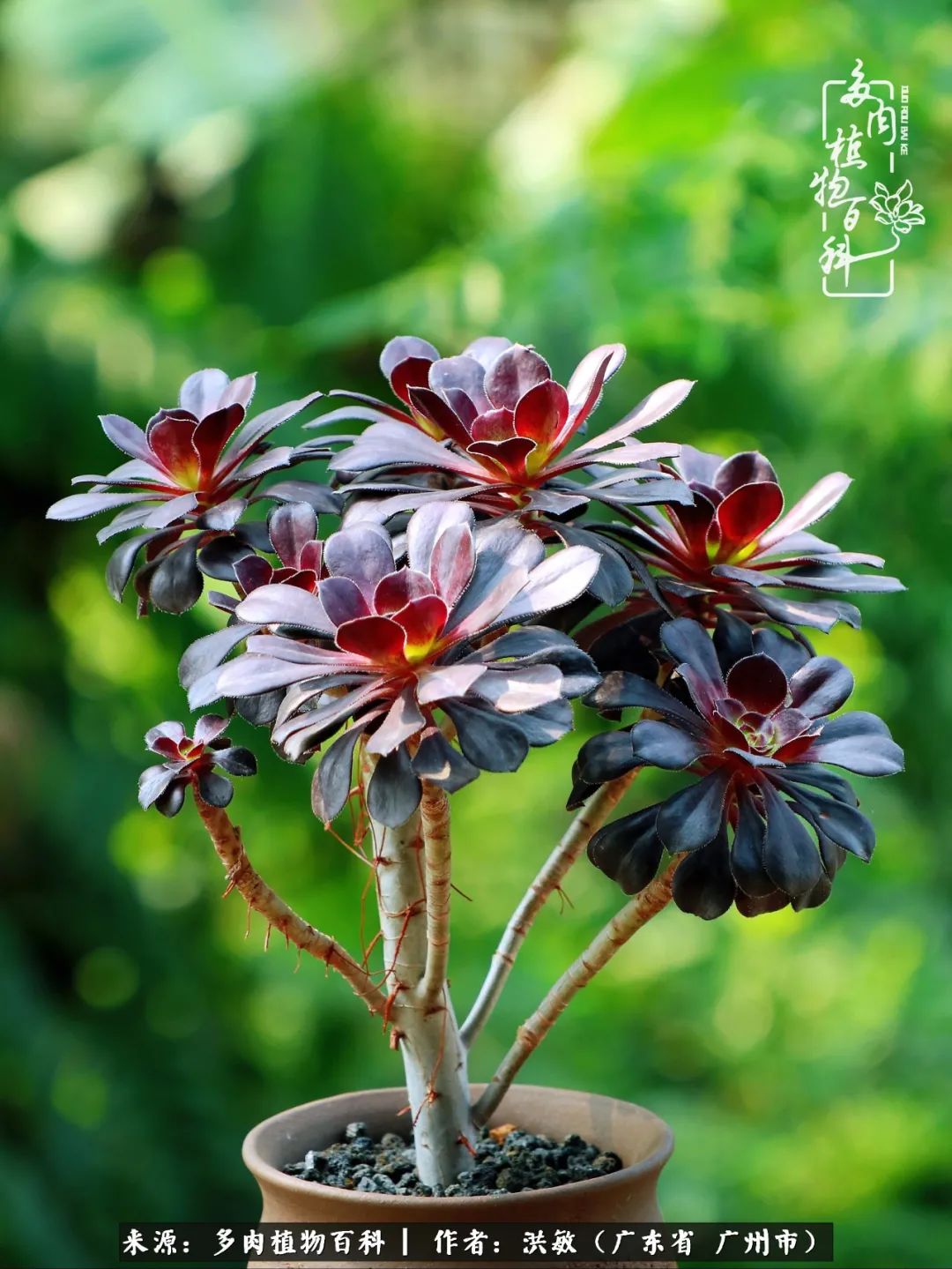细品广州暴雨后，盛夏来临前的法师