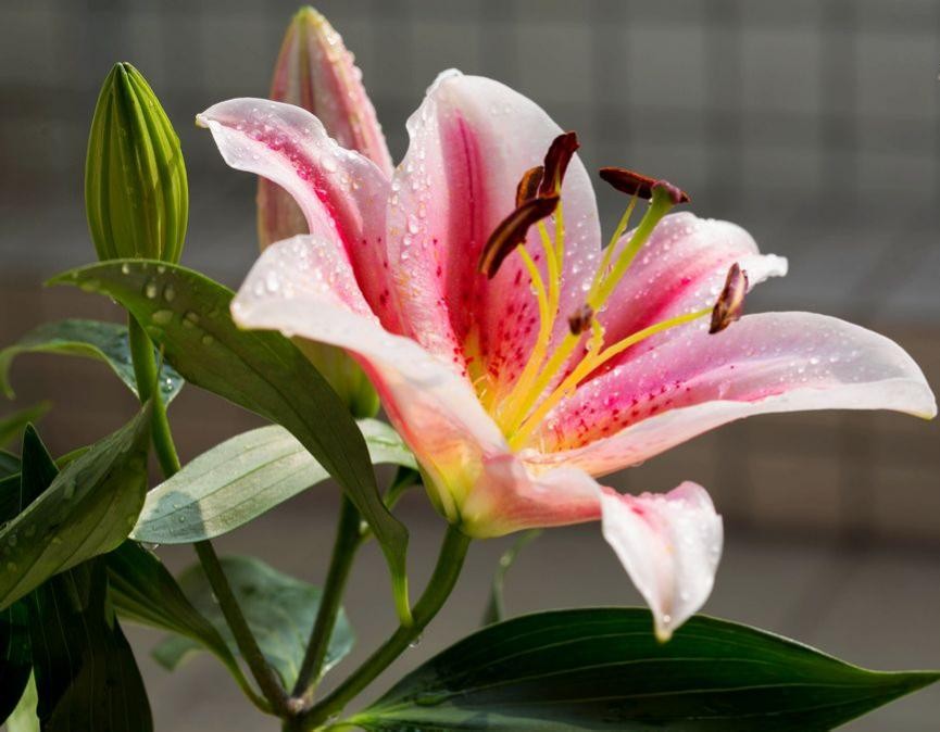 百合中的女王——香水百合的植物非试管高效快繁技术