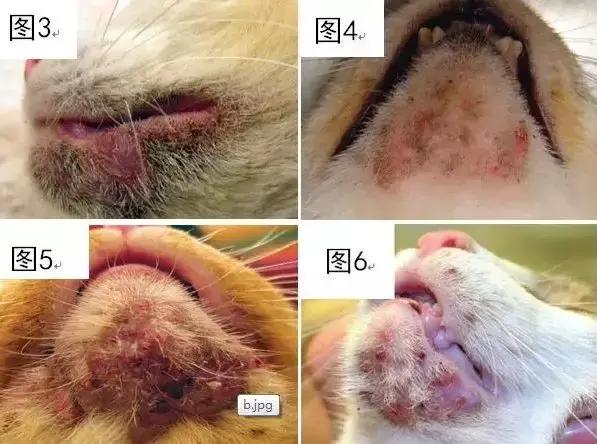 福懋动物医院猫科,猫咪高脚碗容易得黑下巴吗