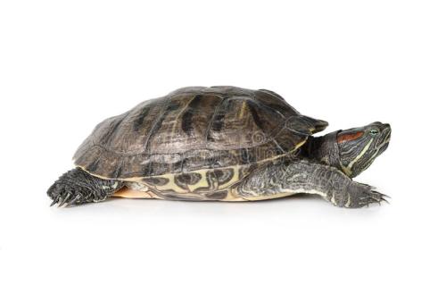 养小乌龟怎么注意温差乌龟不生病,乌龟怎样养才不容易生病