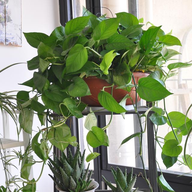 绿植冻死了还能活不,绿植冻伤叶变红