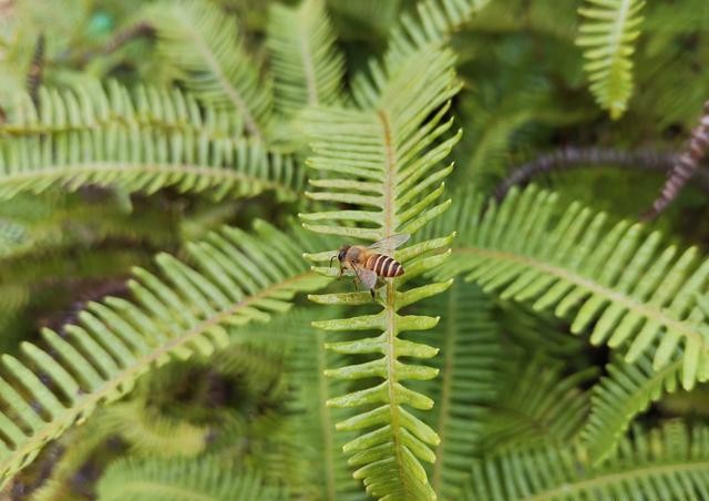 佛山养蜂新手入门教程视频,我的世界新手养蜂入门