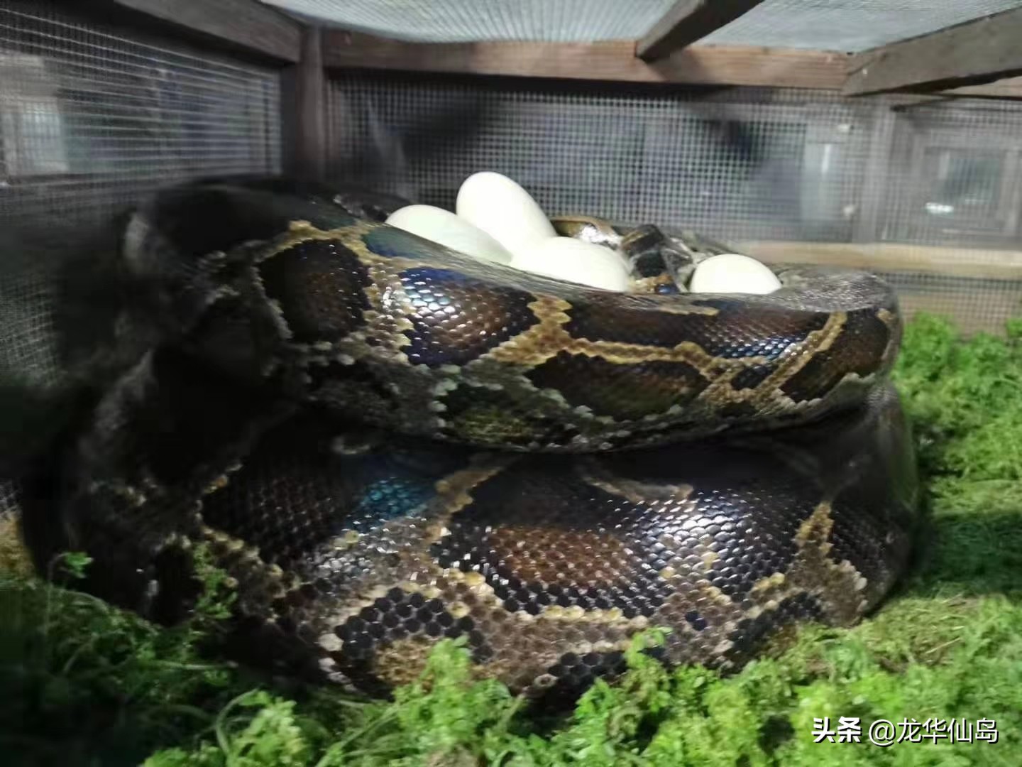 蟒蛇油使用案例与方法