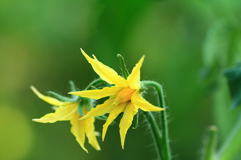 黄瓜雌花多是什么原因,黄瓜雌花不授粉黄瓜会长大吗