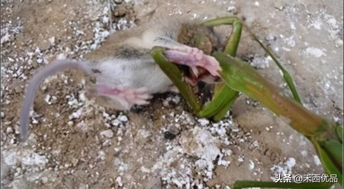 钻地鼠对人体有害吗,地鼠咬了有什么危害