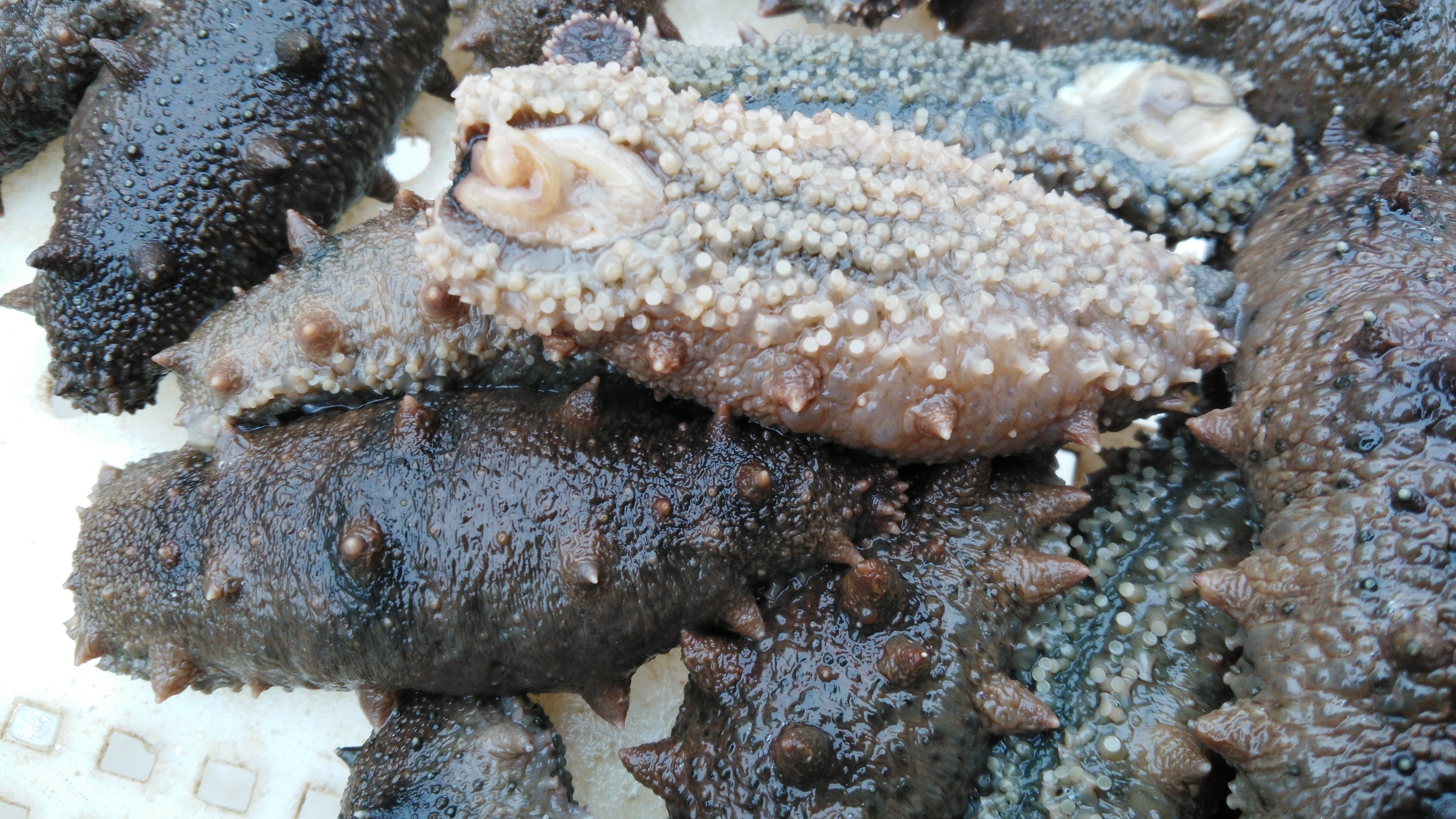 海参的七大习性,为什么海参会苦