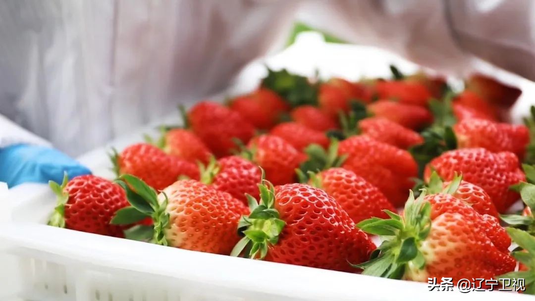 东港草莓红火,东港草莓产业成功的奥秘