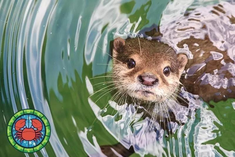 十二星座运势野兽,如何知道自己星座最适合的动物