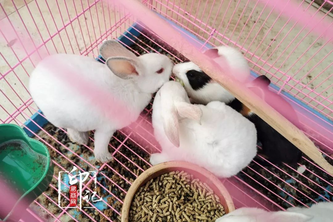 商丘道北花鸟批发市场,商丘花鸟宠物市场