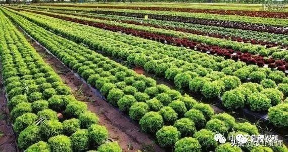 农村不起眼暴利小生意,藏在农村不起眼的暴利商机有哪些