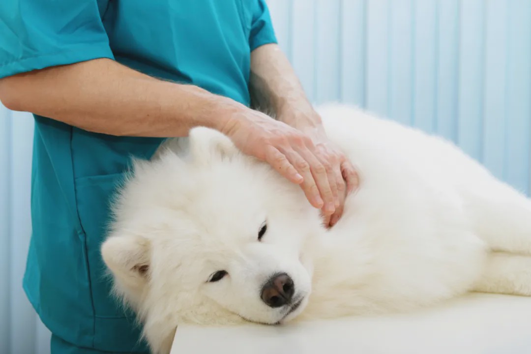 你家养的是女汪吗?那一定要为它注意这项妇科疾病