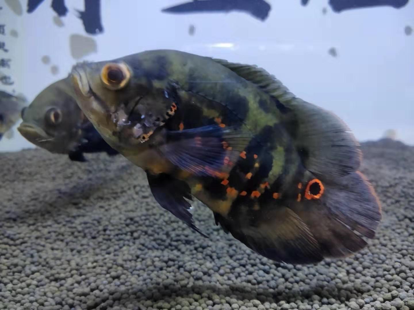 地图鱼如何检测鱼缸水质,地图鱼入缸要加盐吗