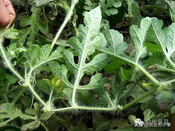 新版西瓜病虫害解决方案,2020西瓜病害视频
