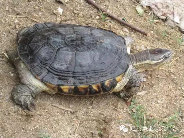 安布闭壳龟玩家,安布闭壳龟好玩吗