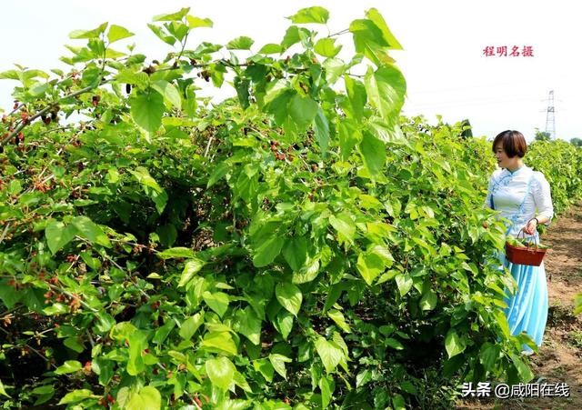 咸阳人:周末,到兴平摘桑葚走!