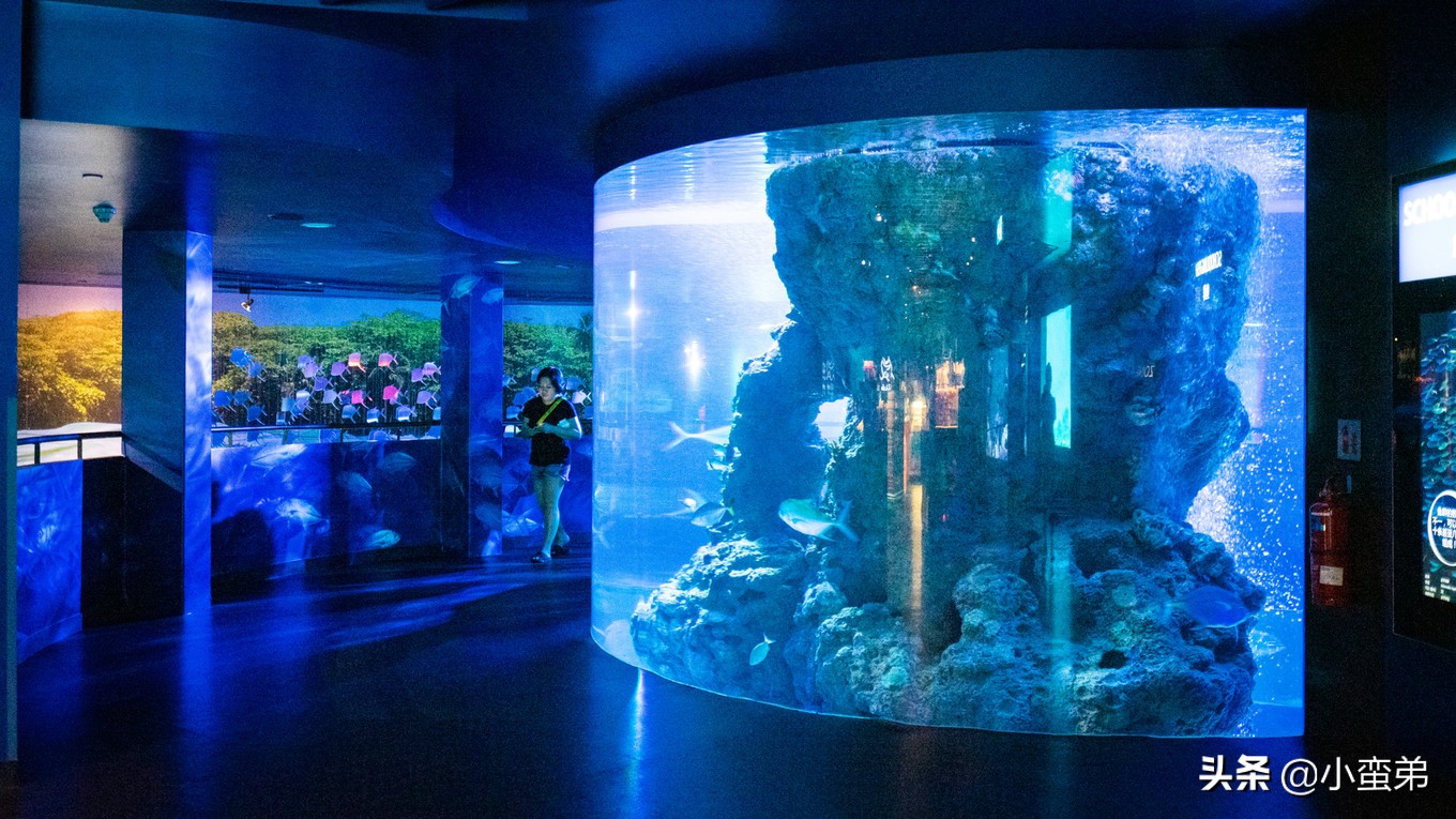 5年之许,小白逆袭重返新加坡