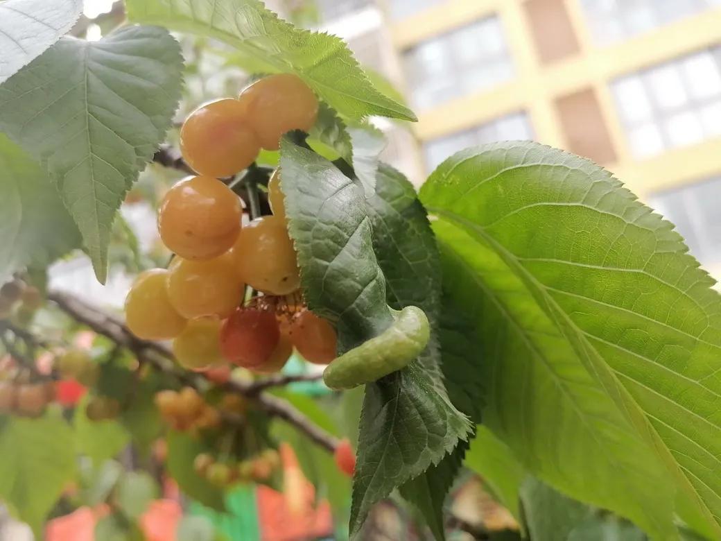 成都市双流区胜利幼儿园主题活动,天府新区幼儿园活动