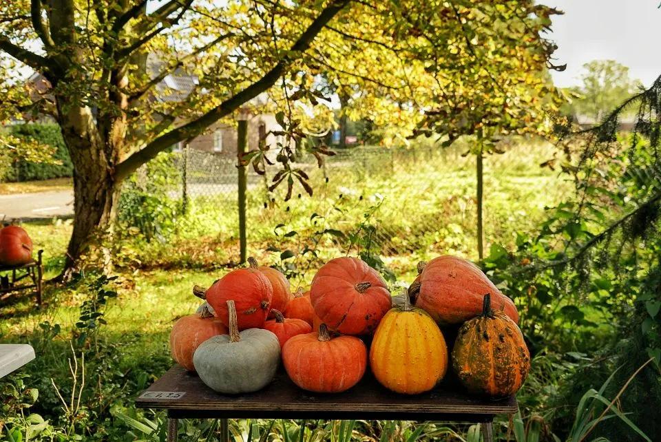 荷兰人身体素质,荷兰人素质怎么样