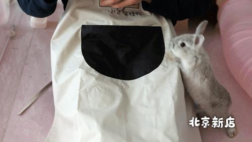 北京有没有撸猫的地方,福州撸兔兔的店