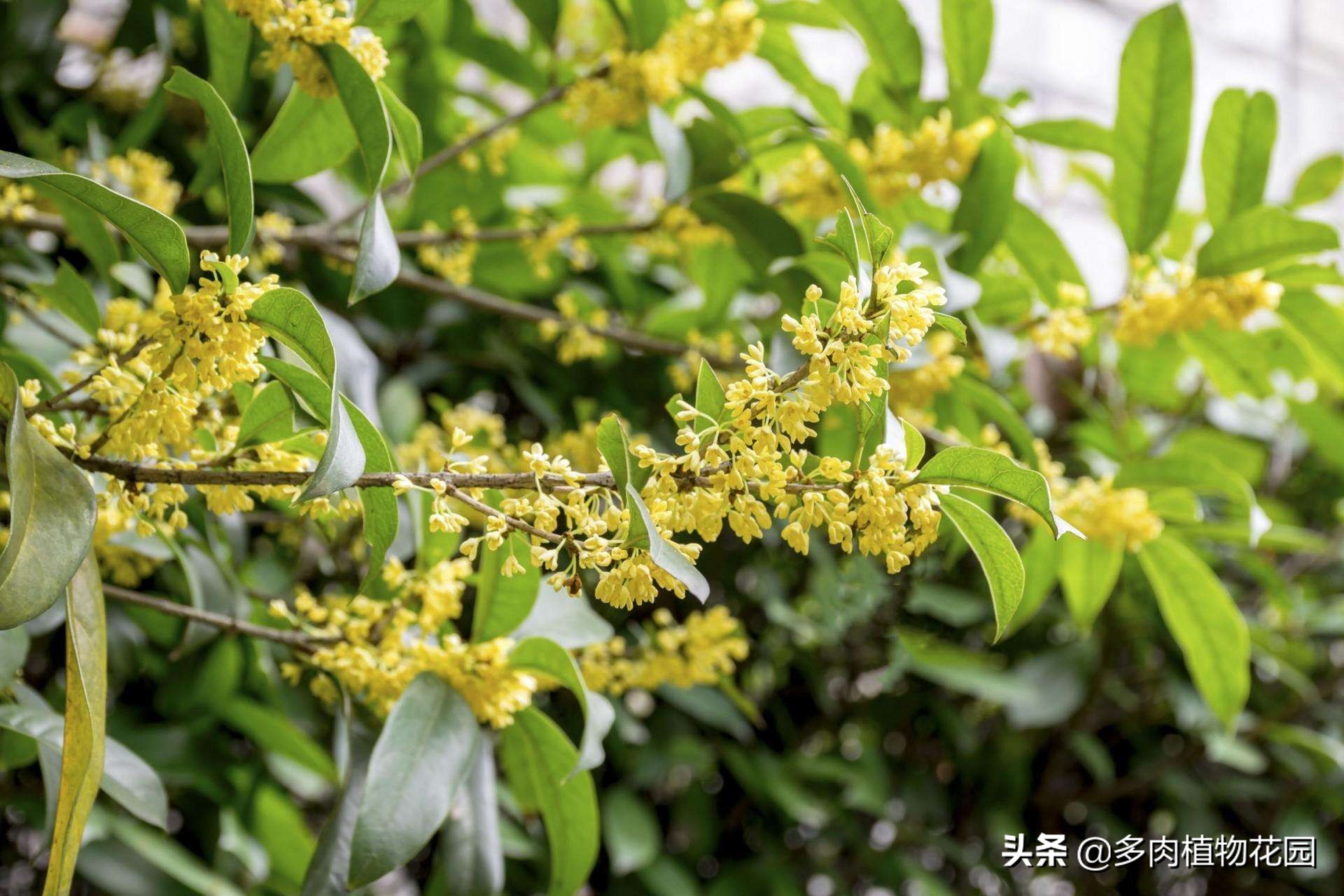 刚买回家的桂花怎样养护,买回来的桂花如何栽培