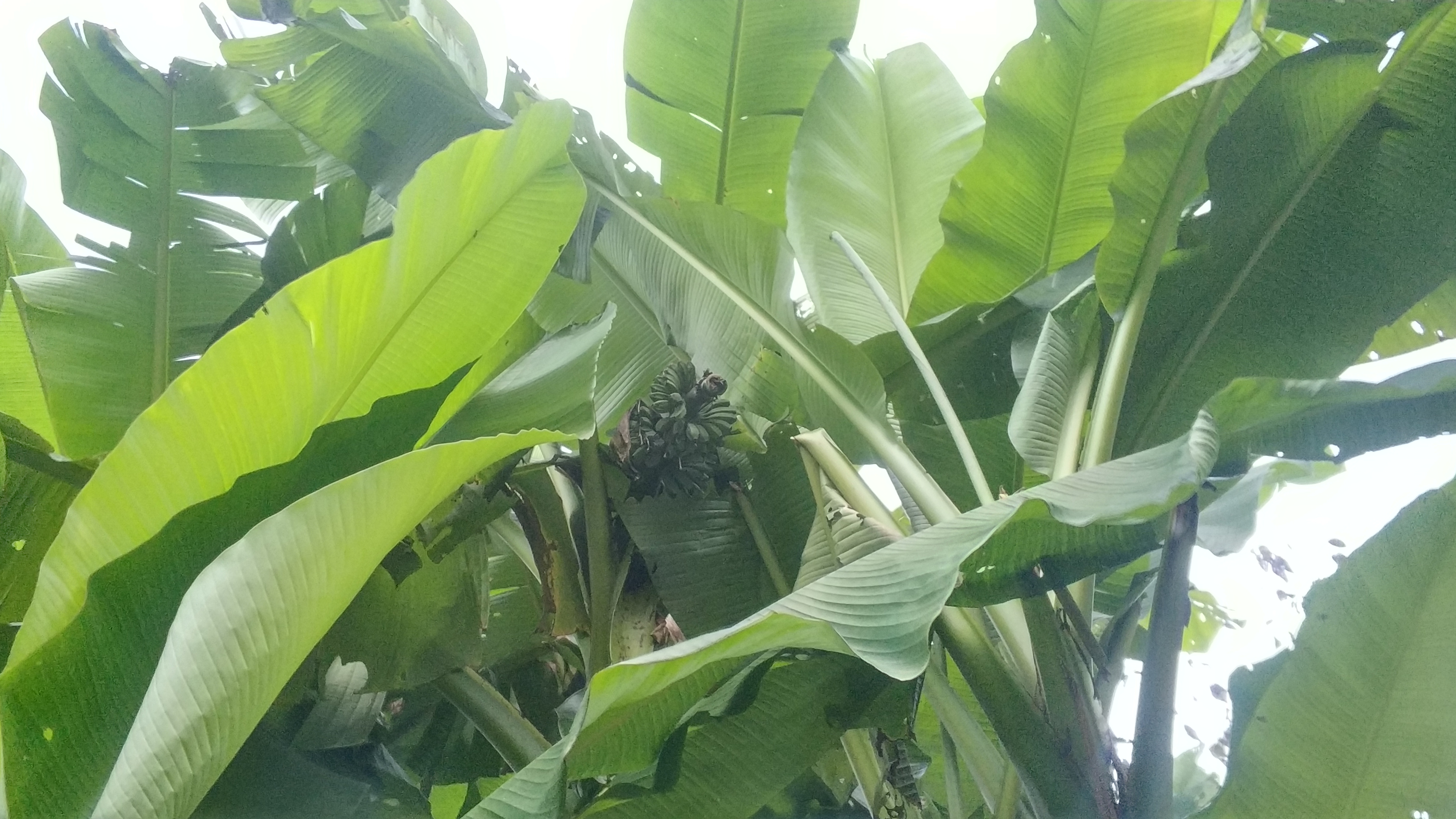 芭蕉树结的果是香蕉吗,香蕉树上有芭蕉树吗