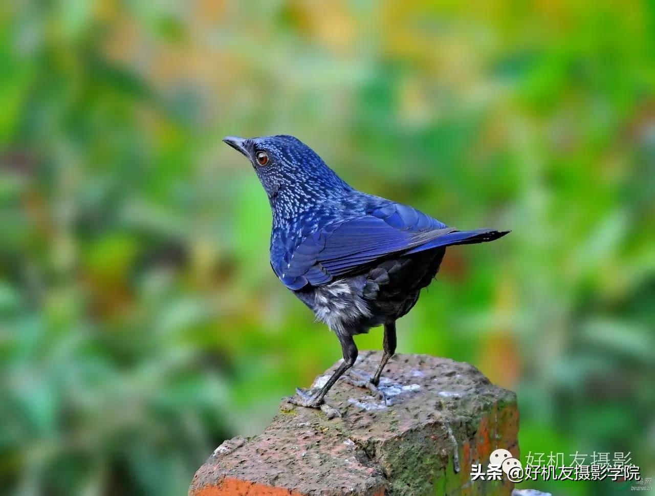 慢速拍鸟的技巧,90d拍鸟技巧