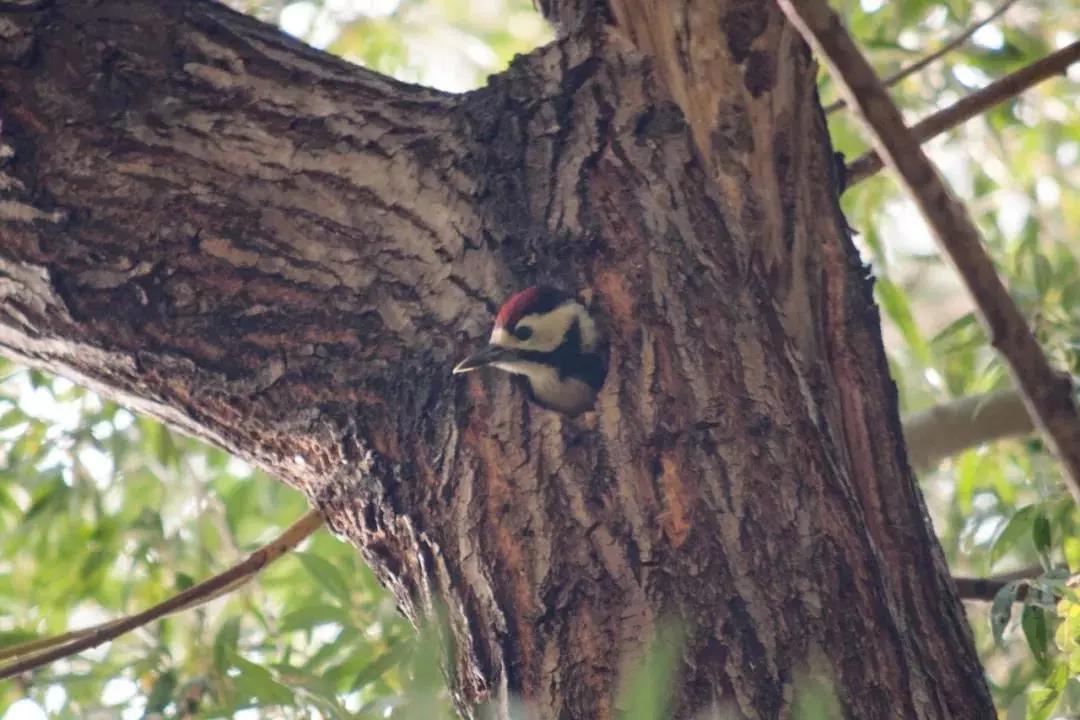 北京这个学校很“火”!坐拥3大花园、果园、动物园,集美貌与知识于一体!