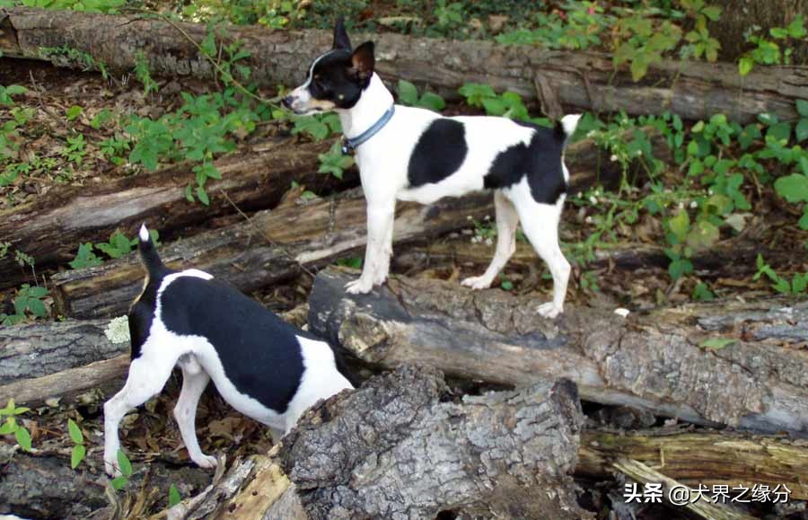 中国四大猎犬排名,最出色的几种猎犬