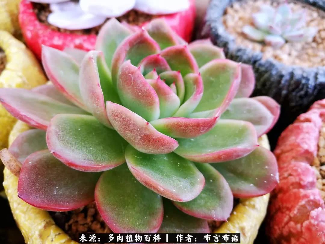 从多肉上感悟人生,多肉的真实生活感悟