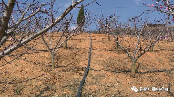 便民惠民!弥勒市第一家用水合作社这波操作太可以了!