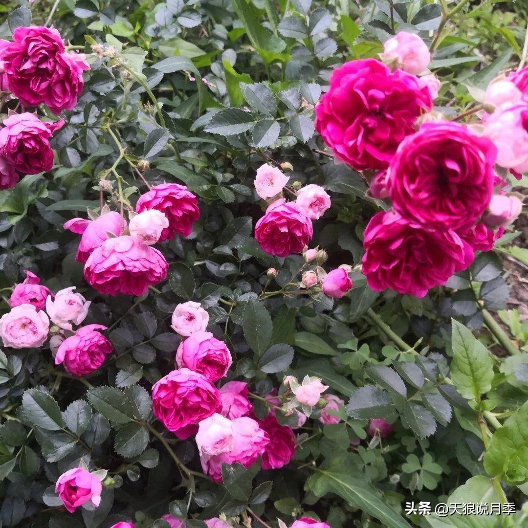 圆滚滚的绣球，瀑布般的花墙，这届花友也太会种花了吧