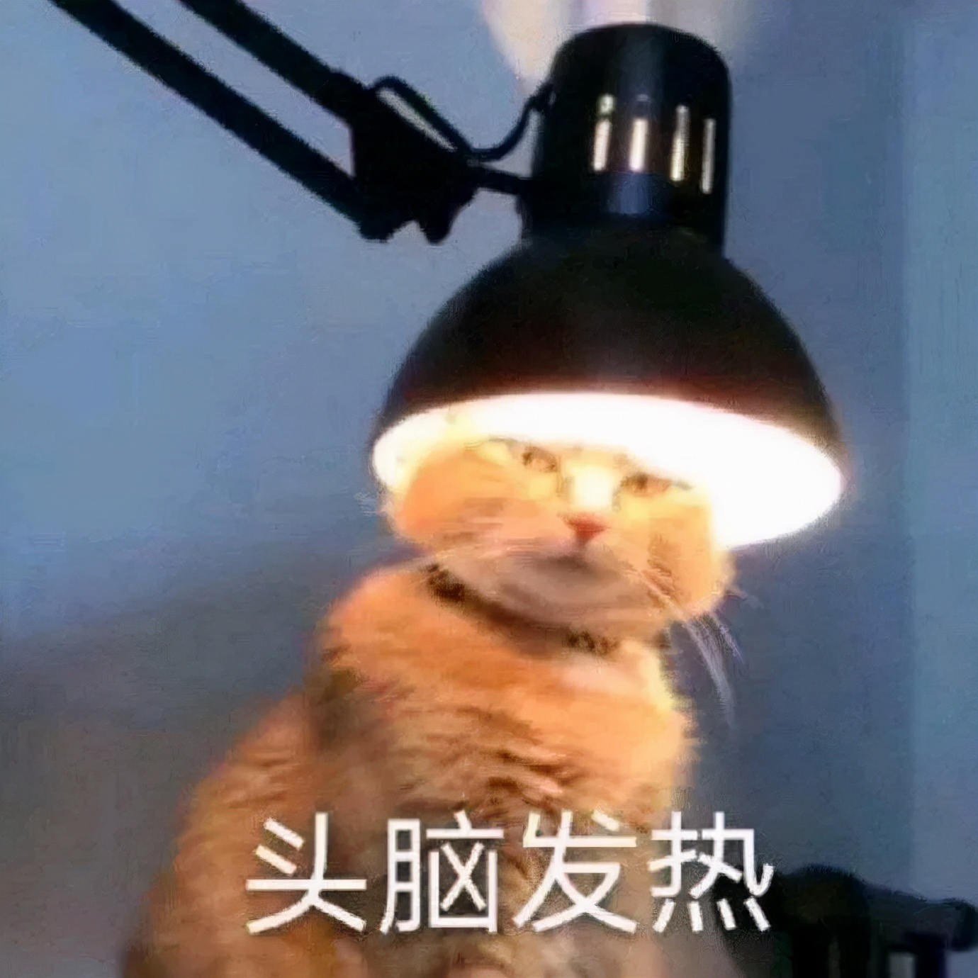 施华蔻被罚,施华蔻自己染头发靠谱不