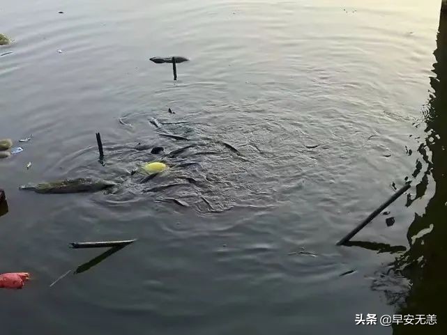 塘鲺鱼的克星,鱼塘塘鲺鱼钓饵