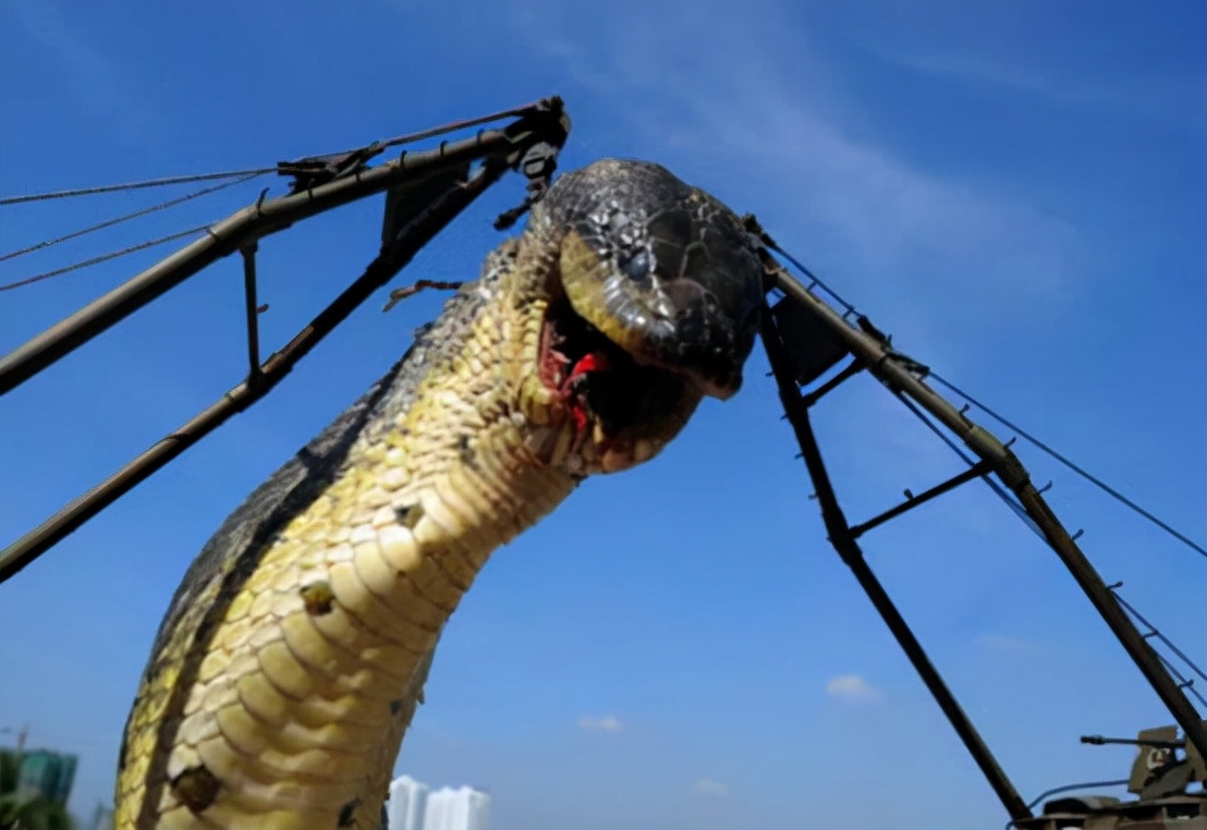 50米的巨蟒存在吗,9米巨蟒吞食大白猪