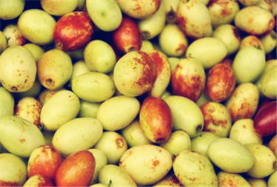 青枣开花挂果的秘诀,青枣开花落果不结果怎么办