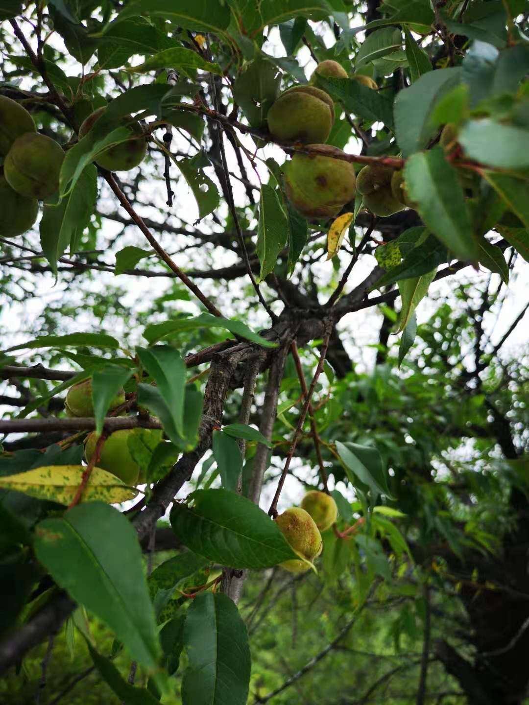 阿吉姐无搭车骑行318川藏线日记--雨天翻越海拔4720的色季拉山