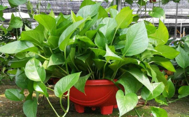 盆栽绿萝怎么养才能更旺盛呢,绿萝大盆栽图片大全