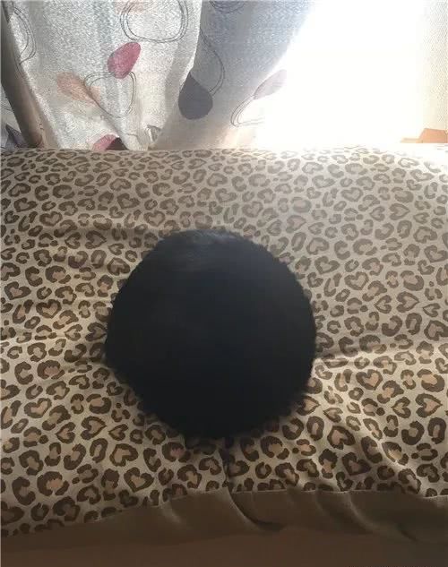 猫咪到底是什么样的猫,猫到底是个什么物种至今还是个谜