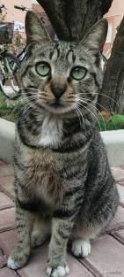 最高档次的猫咪品种是什么,中国本土的猫咪品种有哪些