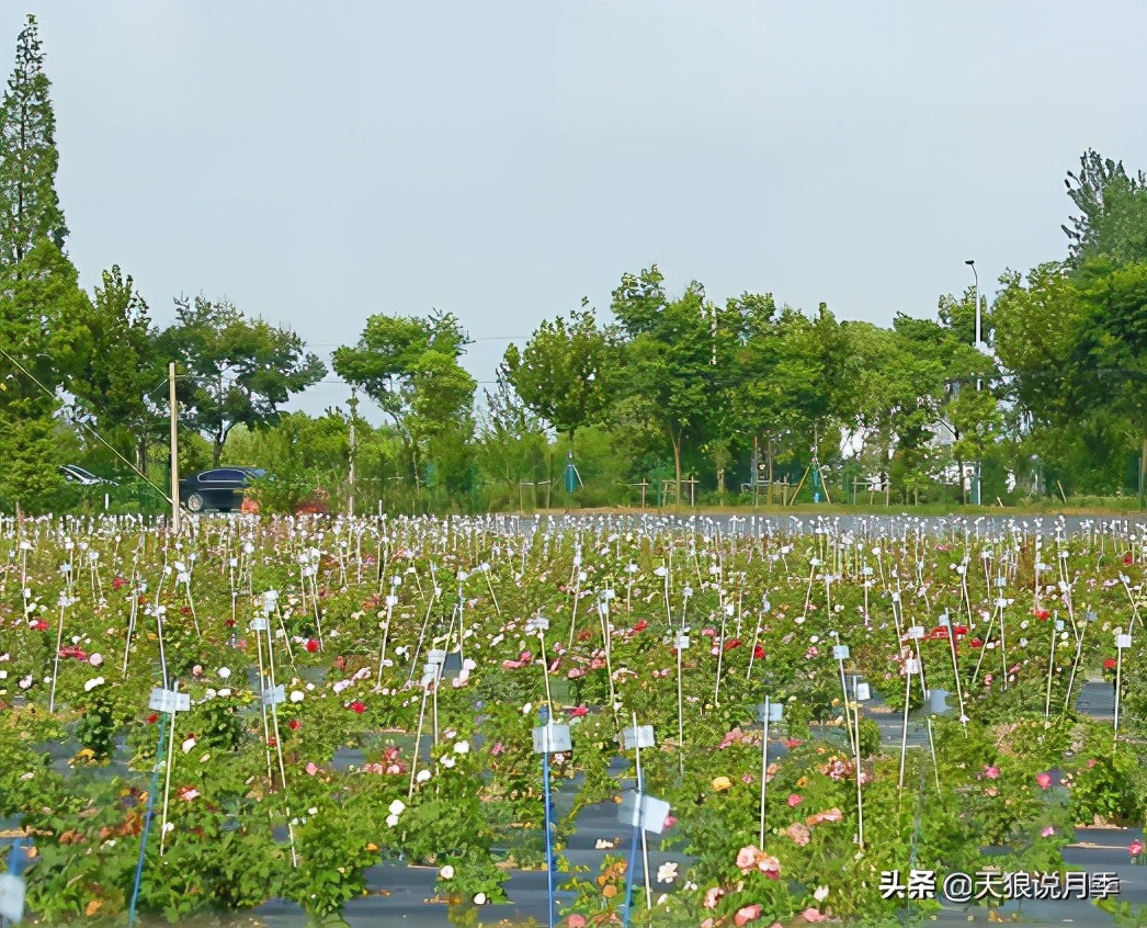 天狼月季申请品种保护吗,天狼育种在国际上是什么水平