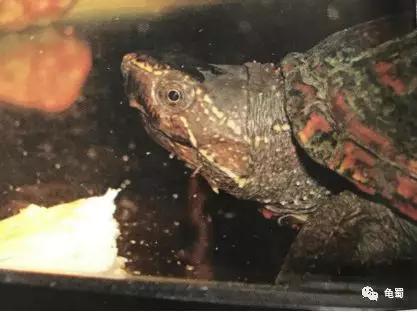 蛋龟之王巨头蛋龟,果核蛋龟新蛋龟之王