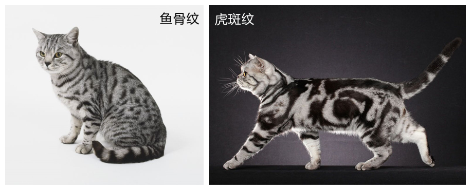 美短虎斑猫咪的品种,美国短毛猫虎斑价格